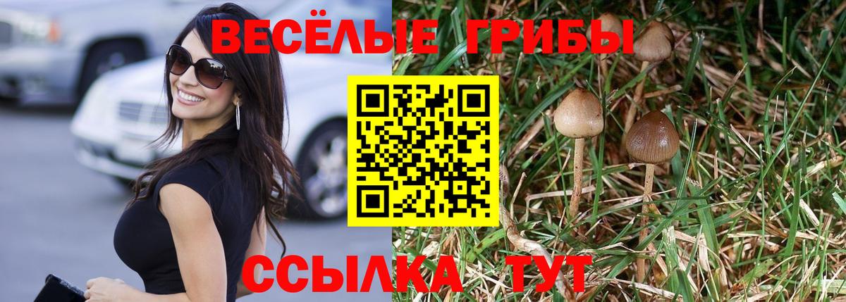 Галлюциногенные грибы Psilocybine cubensis Богородск